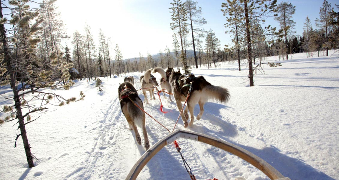 超萌動物點點名 — 冬之北歐篇