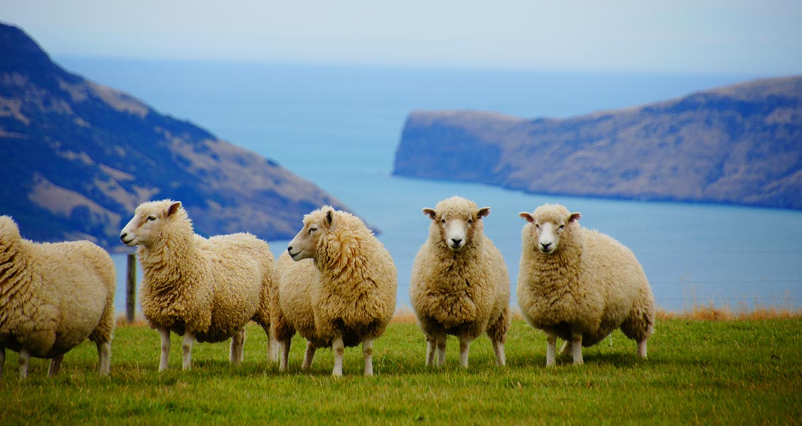 超萌動物點點名 — 紐西蘭篇