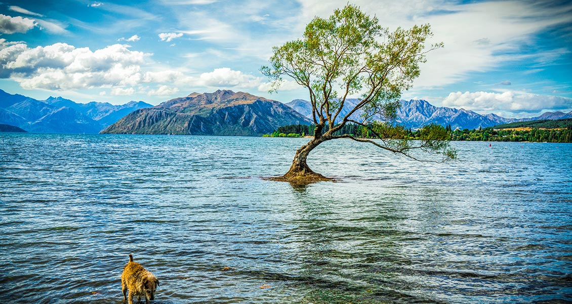 【玩翻紐西蘭】南北島深度全覽